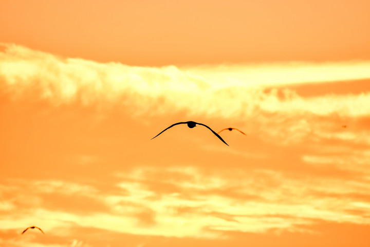 Fåglar flygandes i solnedgång.