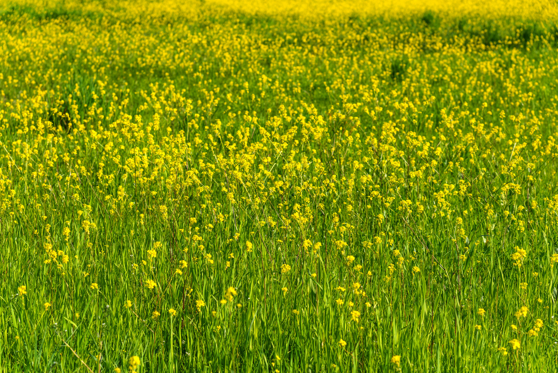 Blommande rapsfält.