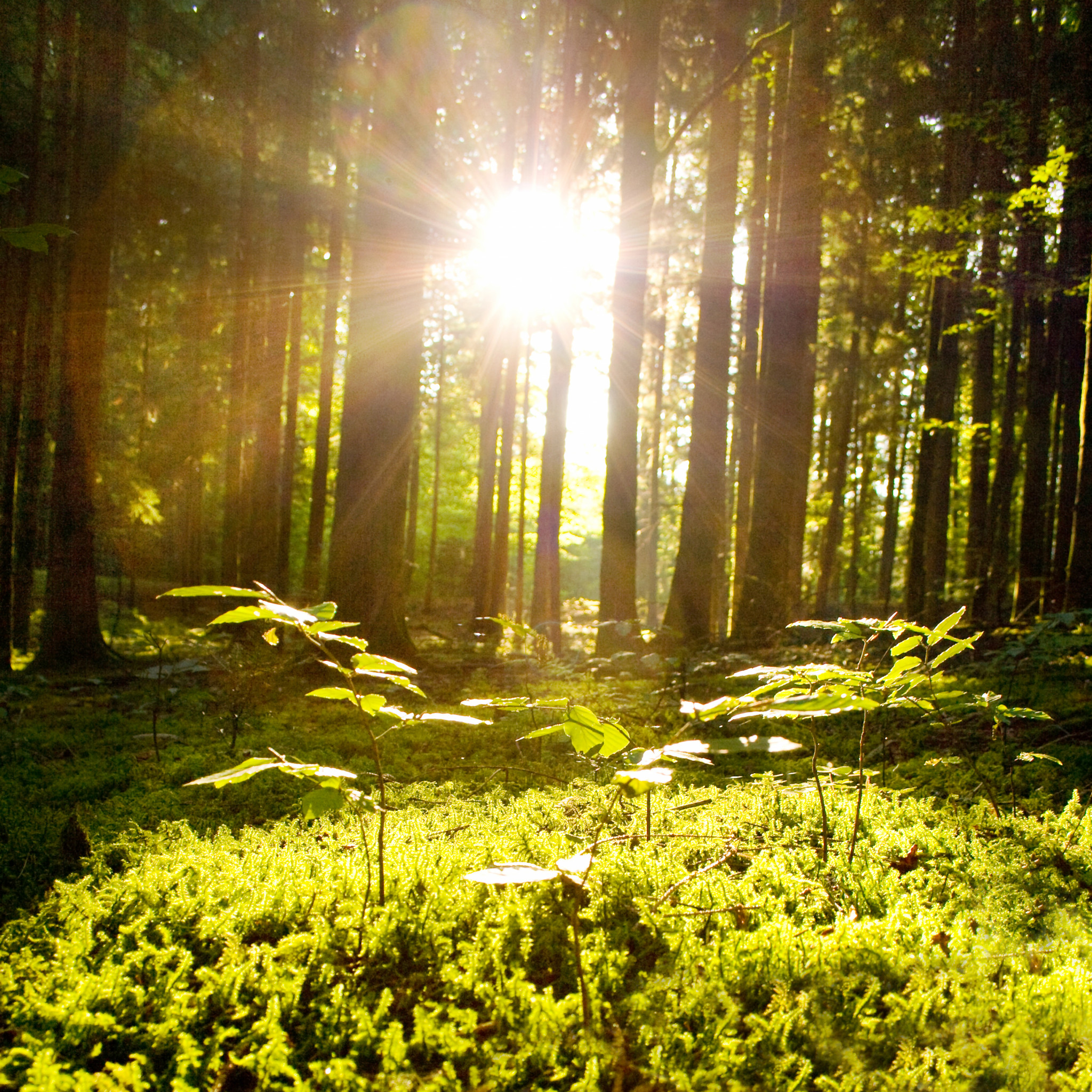 Vackert landskap och solsken i skogen