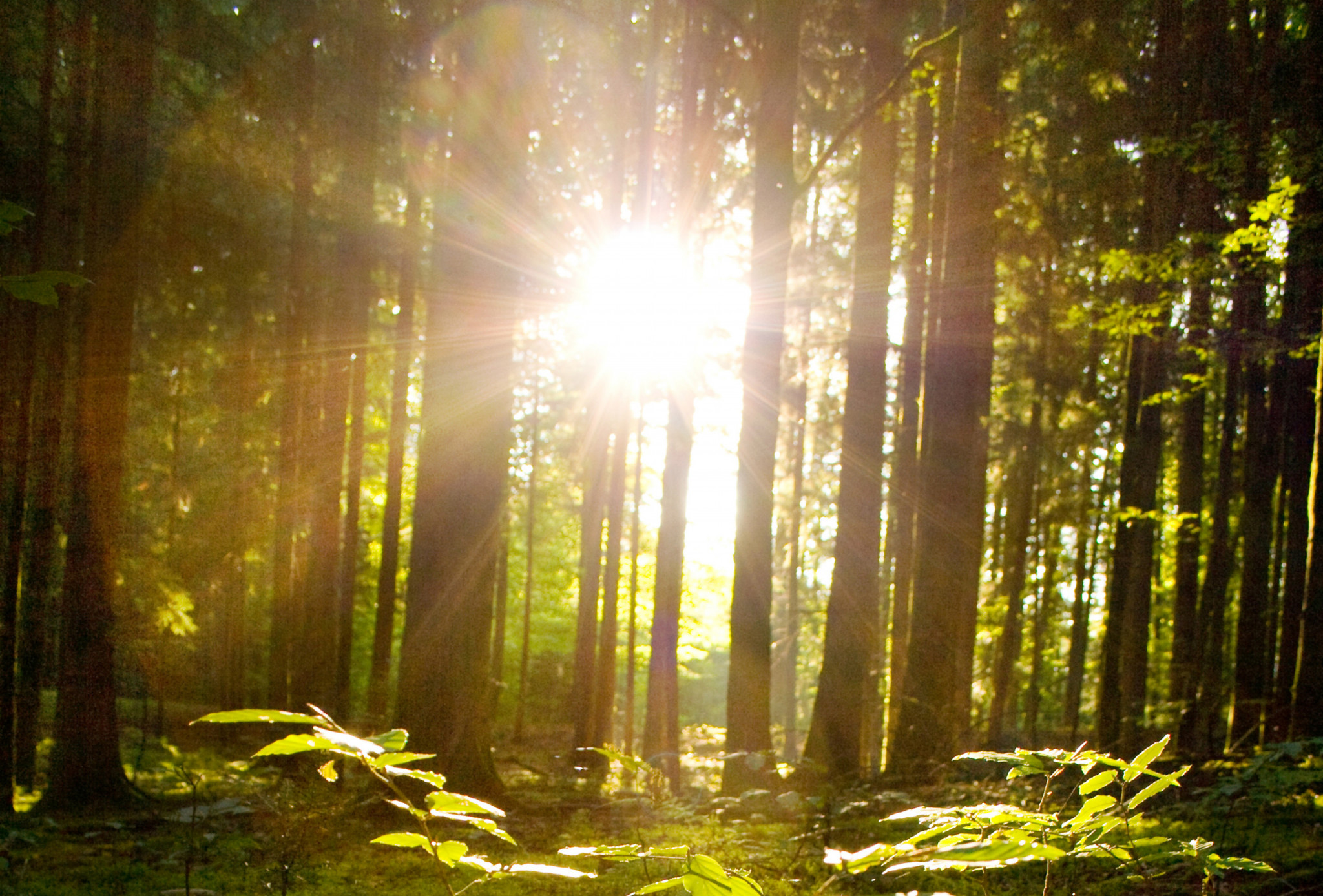 Vackert landskap och solsken i skogen