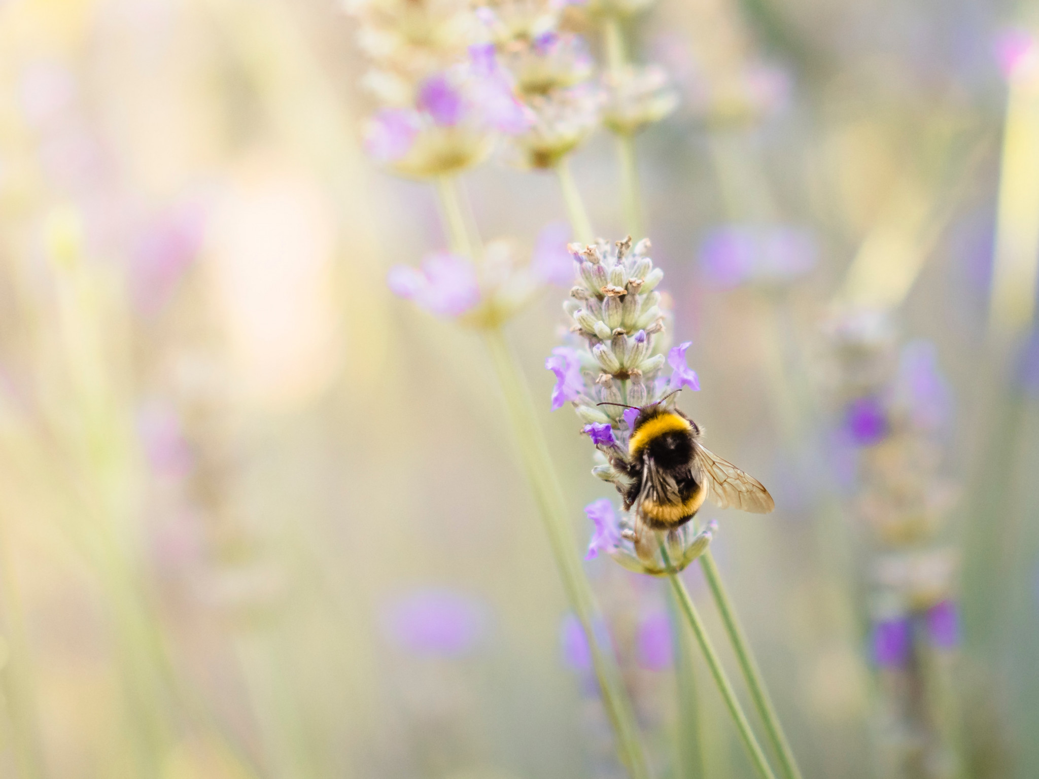 Humla pollinerar.