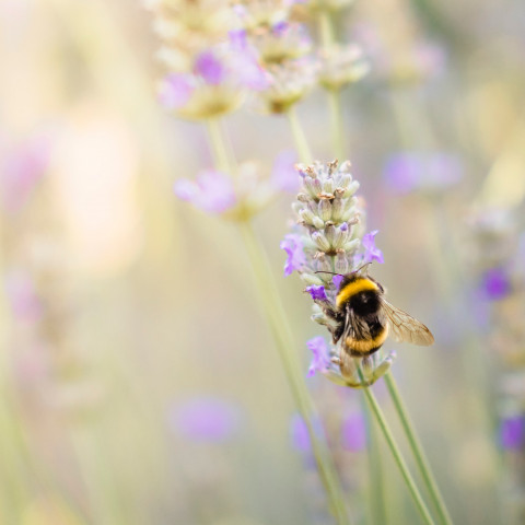 Humla pollinerar.