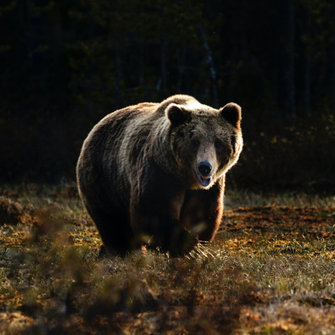 Vild brunbjörn springer längs fält.