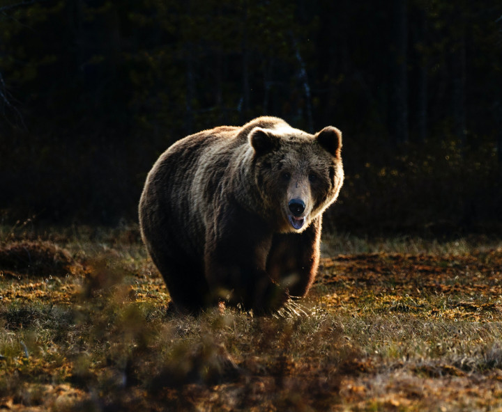 Vild brunbjörn springer längs fält.